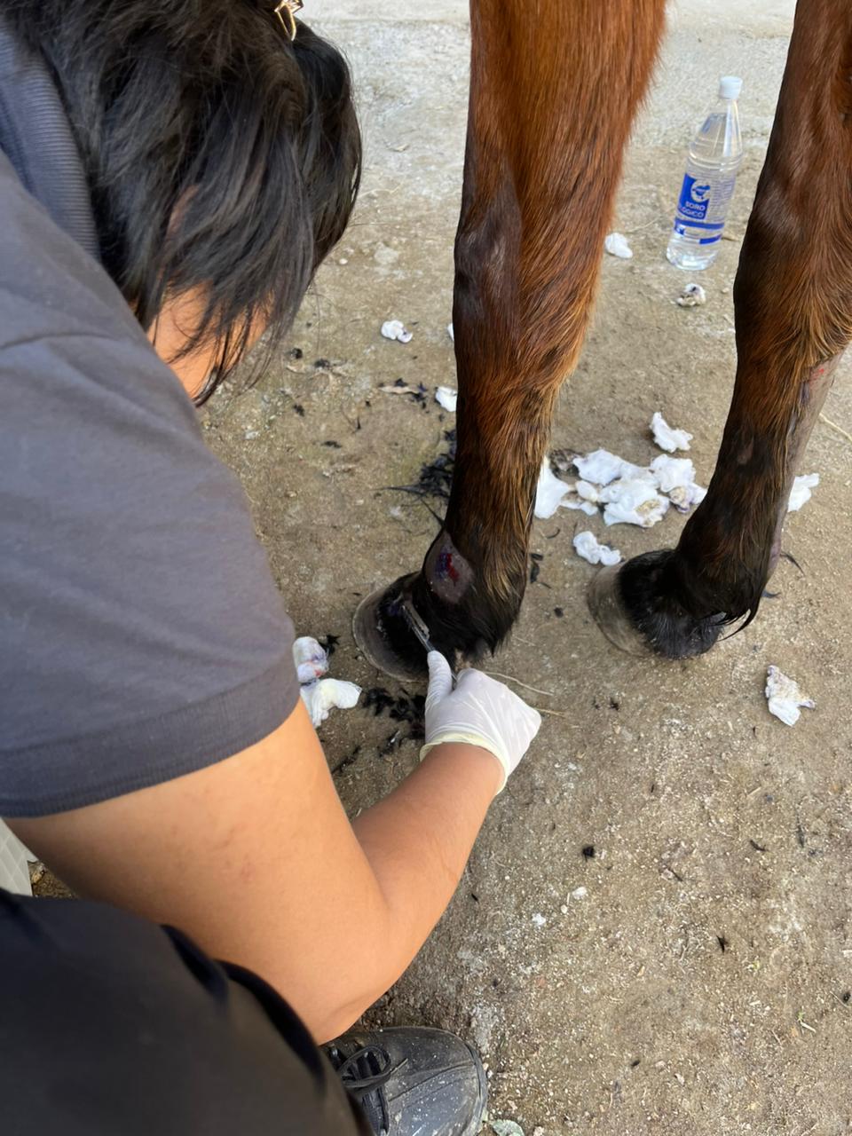 Cuidado clínico em membro do cavalo