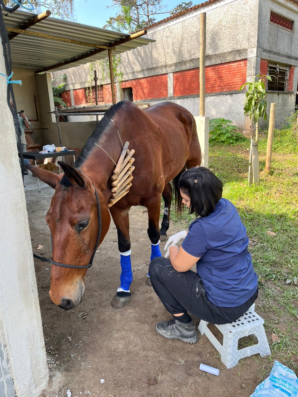 Dra. Lorrane Pacheco realizando atendimento veterinário em cavalo